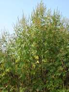 Image of great ragweed