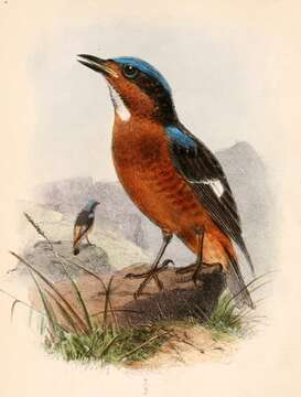 Image of Rock thrush