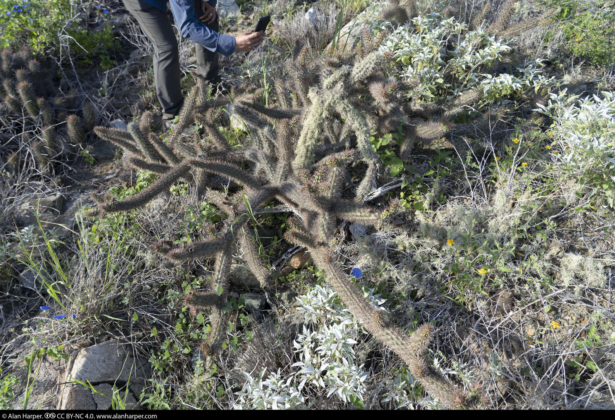 Imagem de Cylindropuntia santamaria (E. M. Baxter) Rebman