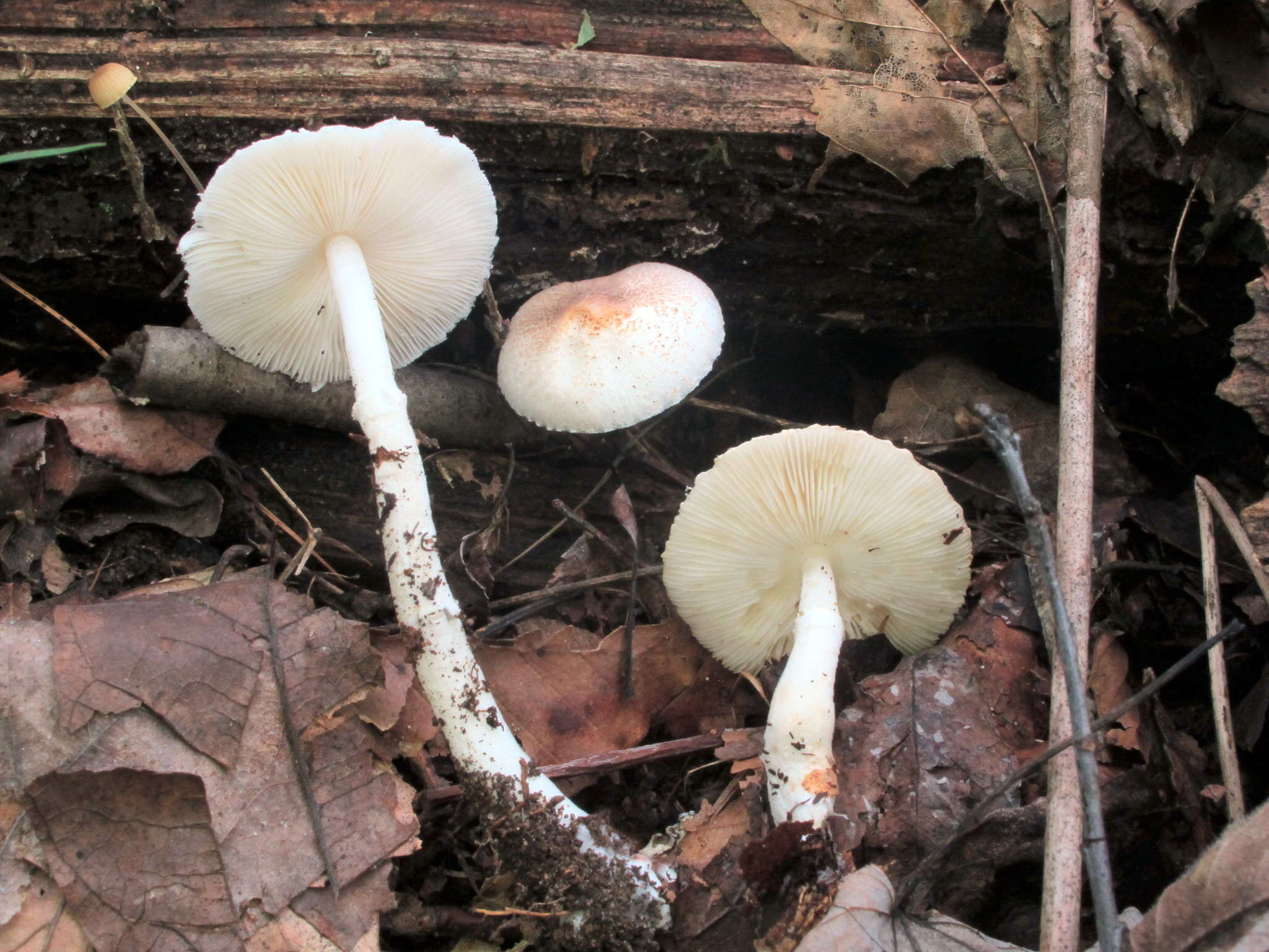 Leucoagaricus rubrotinctus (Peck) Singer 1948 resmi