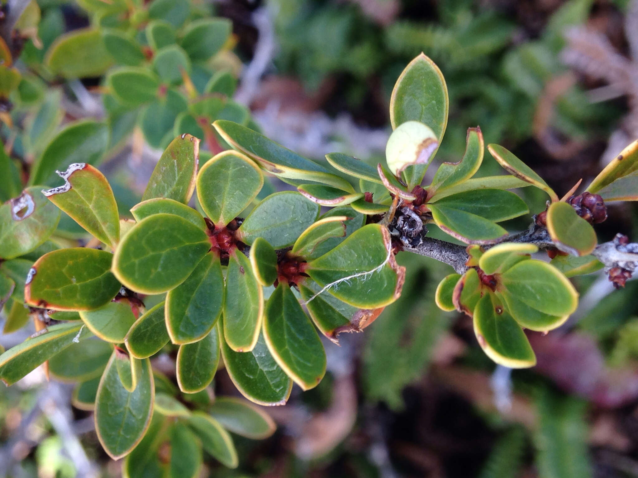 Слика од Berberis microphylla Forst.