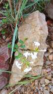 Image of Chascanum cuneifolium (L. fil.) E. Mey.