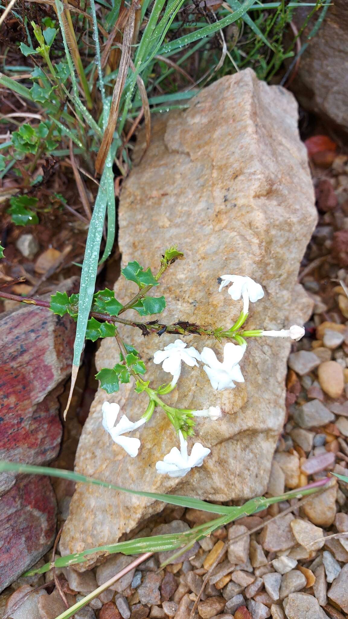 Plancia ëd Chascanum cuneifolium (L. fil.) E. Mey.