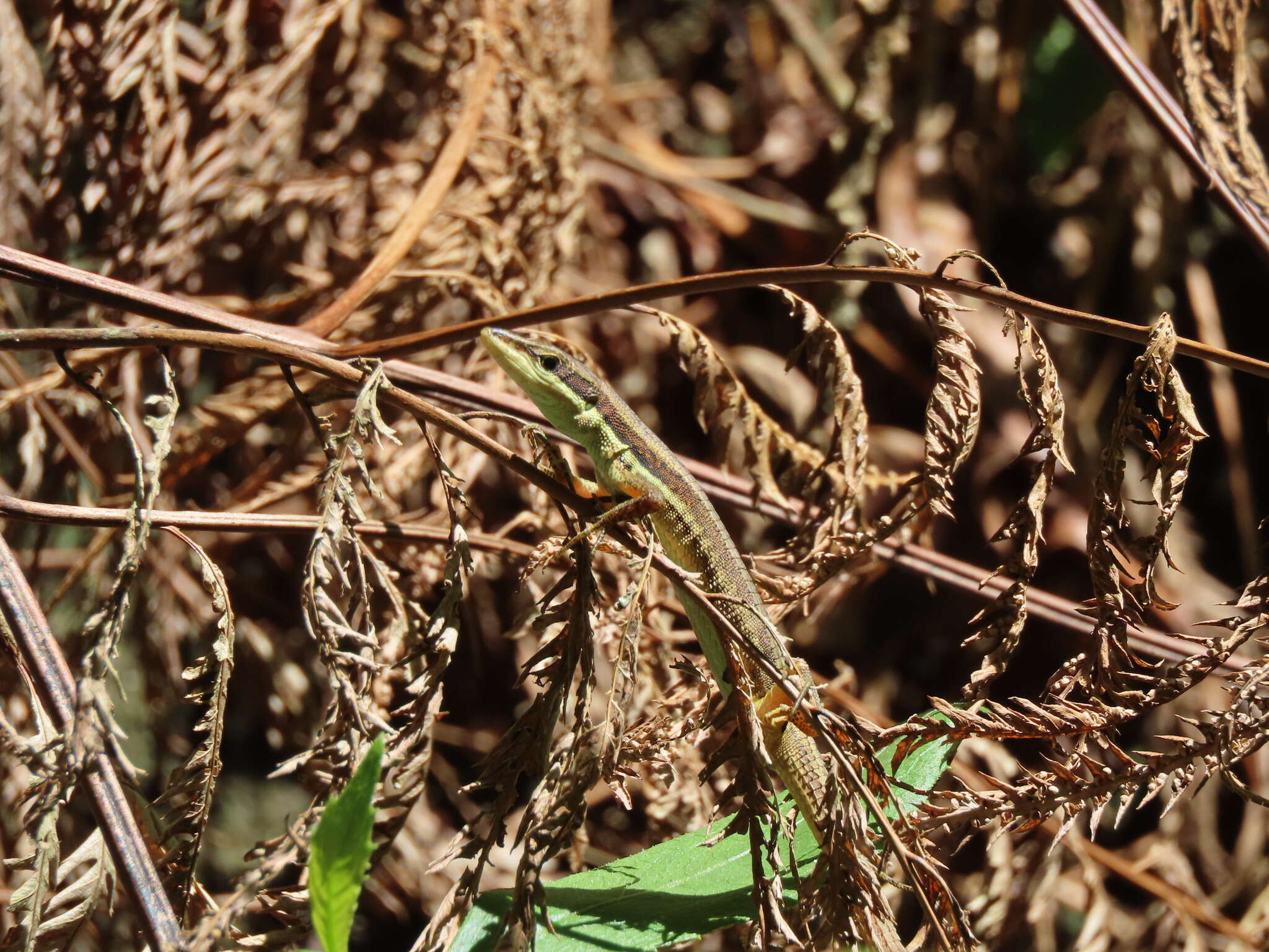 Image of Kuhne’s Grass Lizard