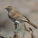 Image of Red Lark