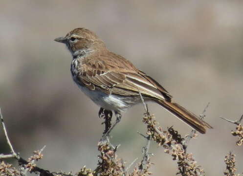 Image of Red Lark