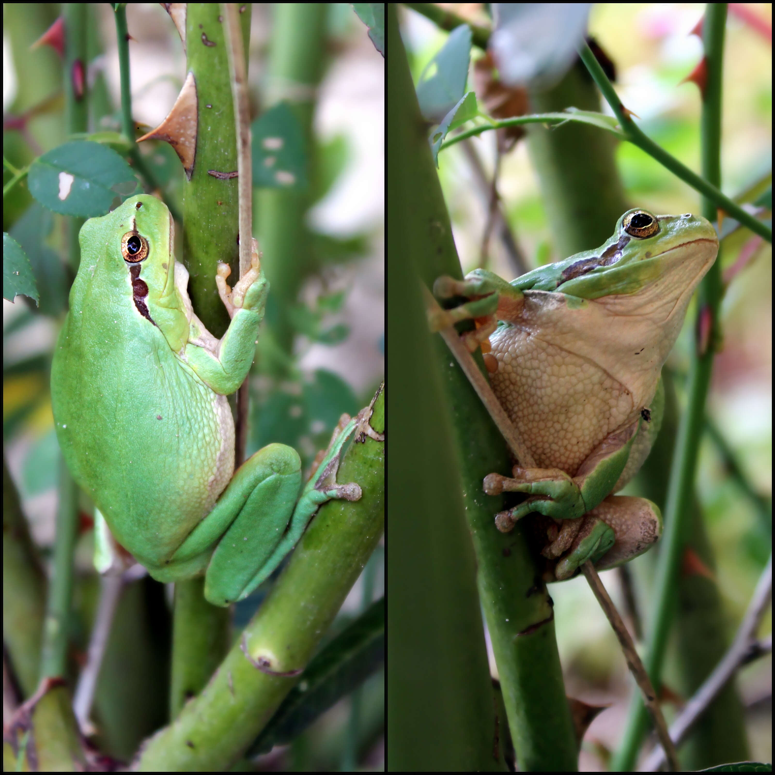 Image of Mediterranean Tree Frog