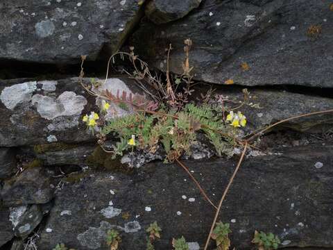 Image of Linaria polygalifolia subsp. aguillonensis (García Mart.) S. Castroviejo & E. Lago