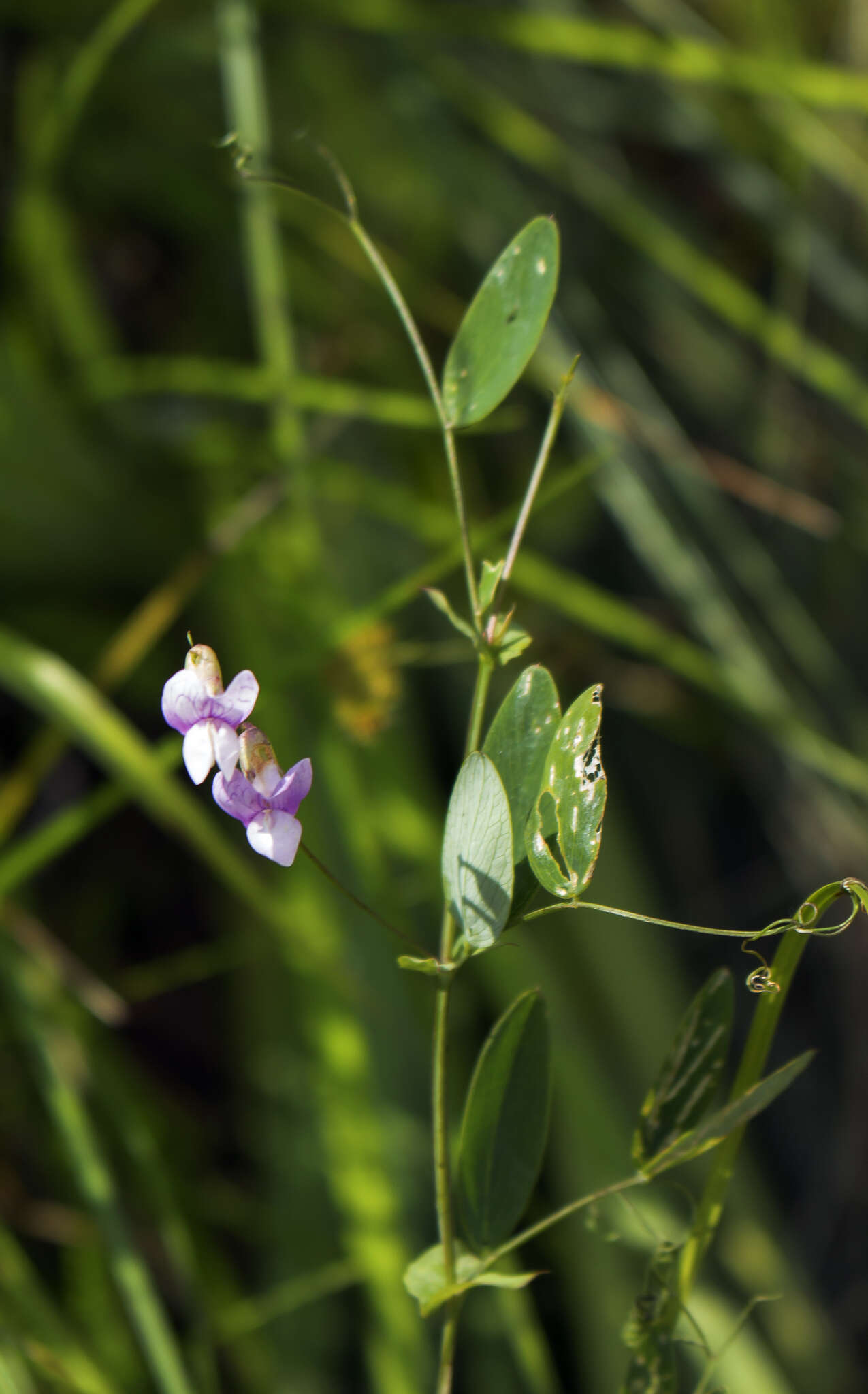 Imagem de Lathyrus palustris L.