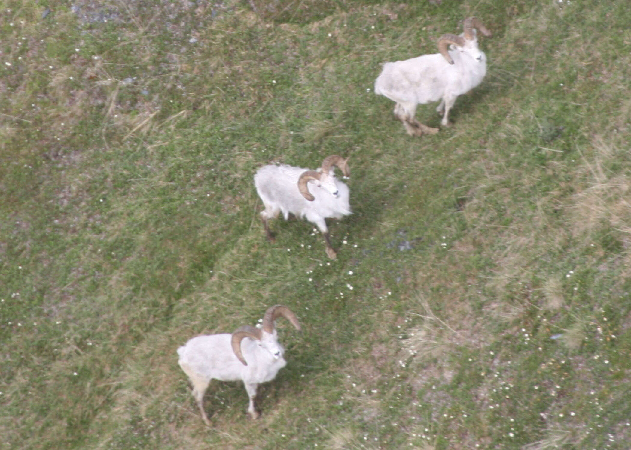 Image of Dall’s Sheep