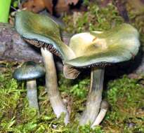 Image of Psilocybe ovoideocystidiata Guzmán & Gaines 2007