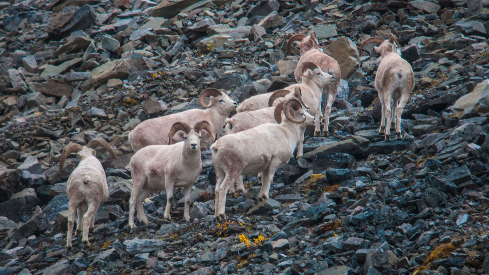 Image of Dall’s Sheep