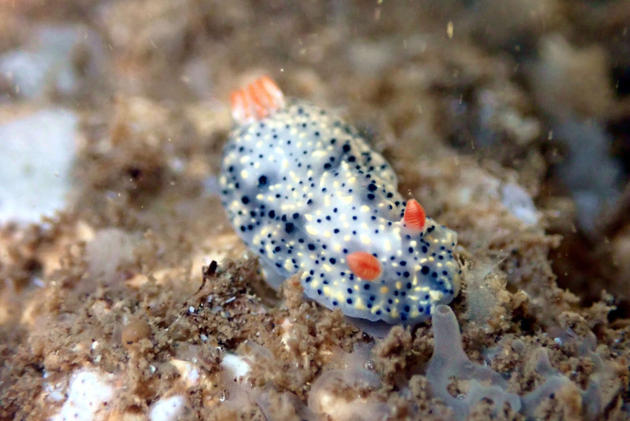 Image of Hypselodoris saintvincentius Burn 1962