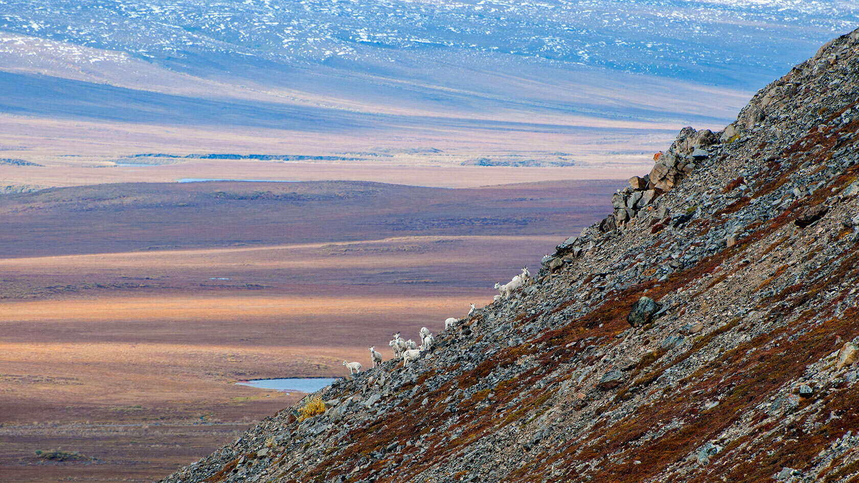 Image of Dall’s Sheep