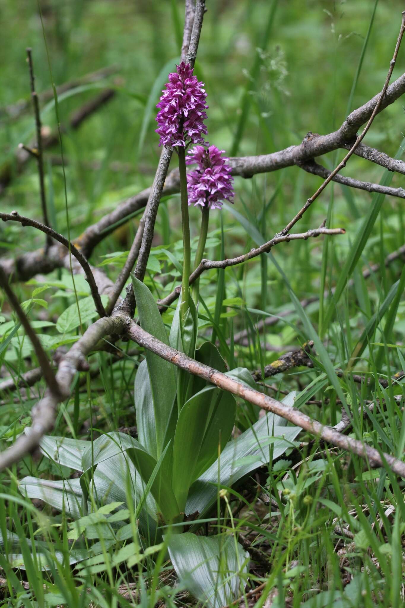 Image de Orchis hybrida (Lindl.) Boenn. ex Rchb.