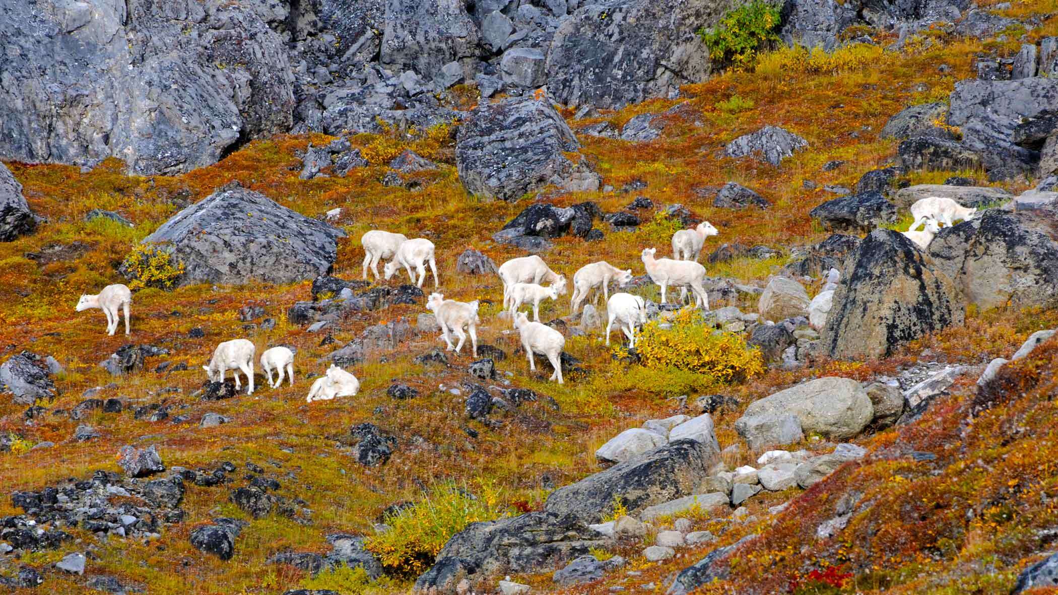 Image of Dall’s Sheep