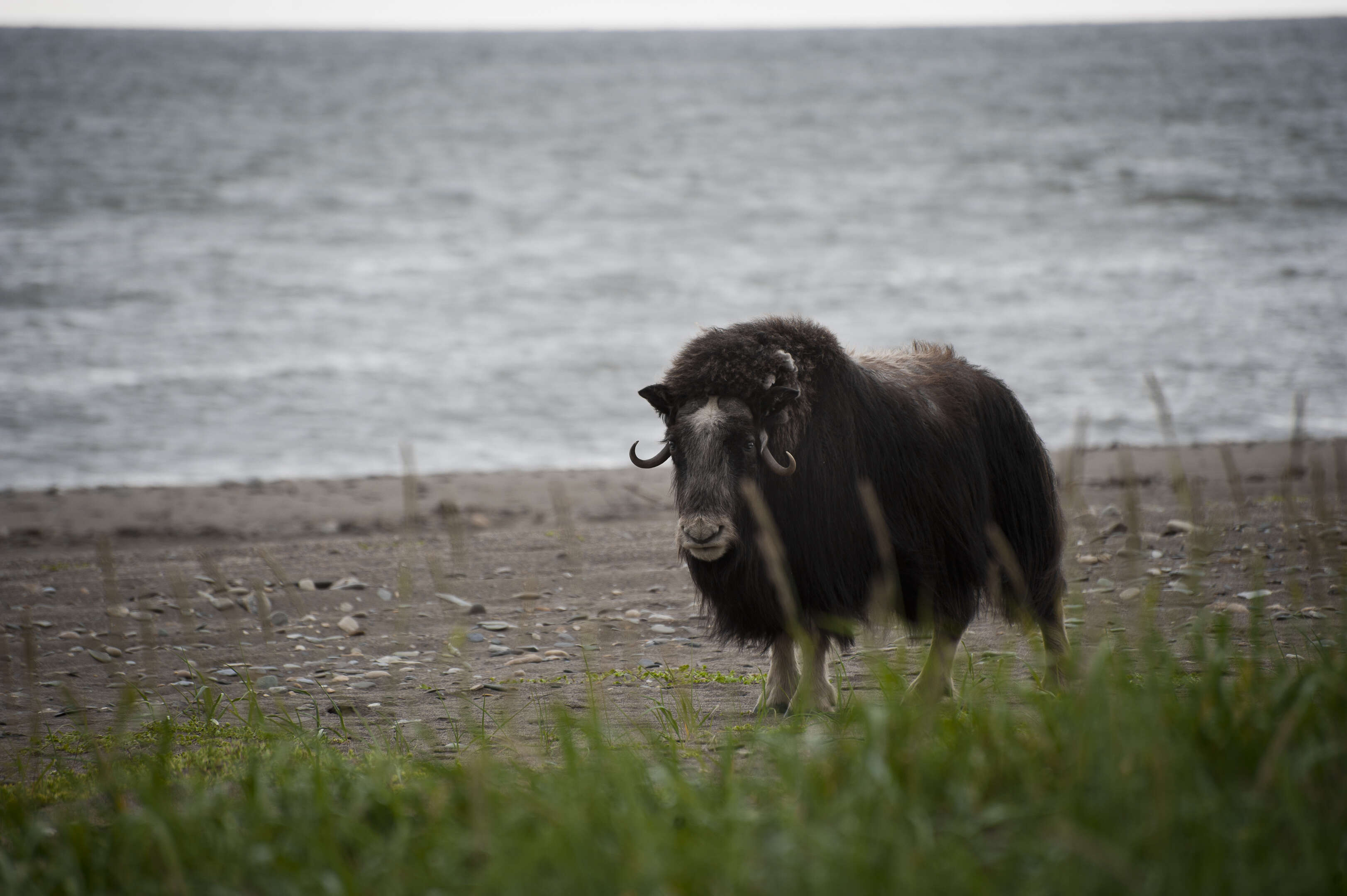 Image of muskox