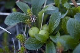 Image of Vaccinium subgen. Oxycoccus