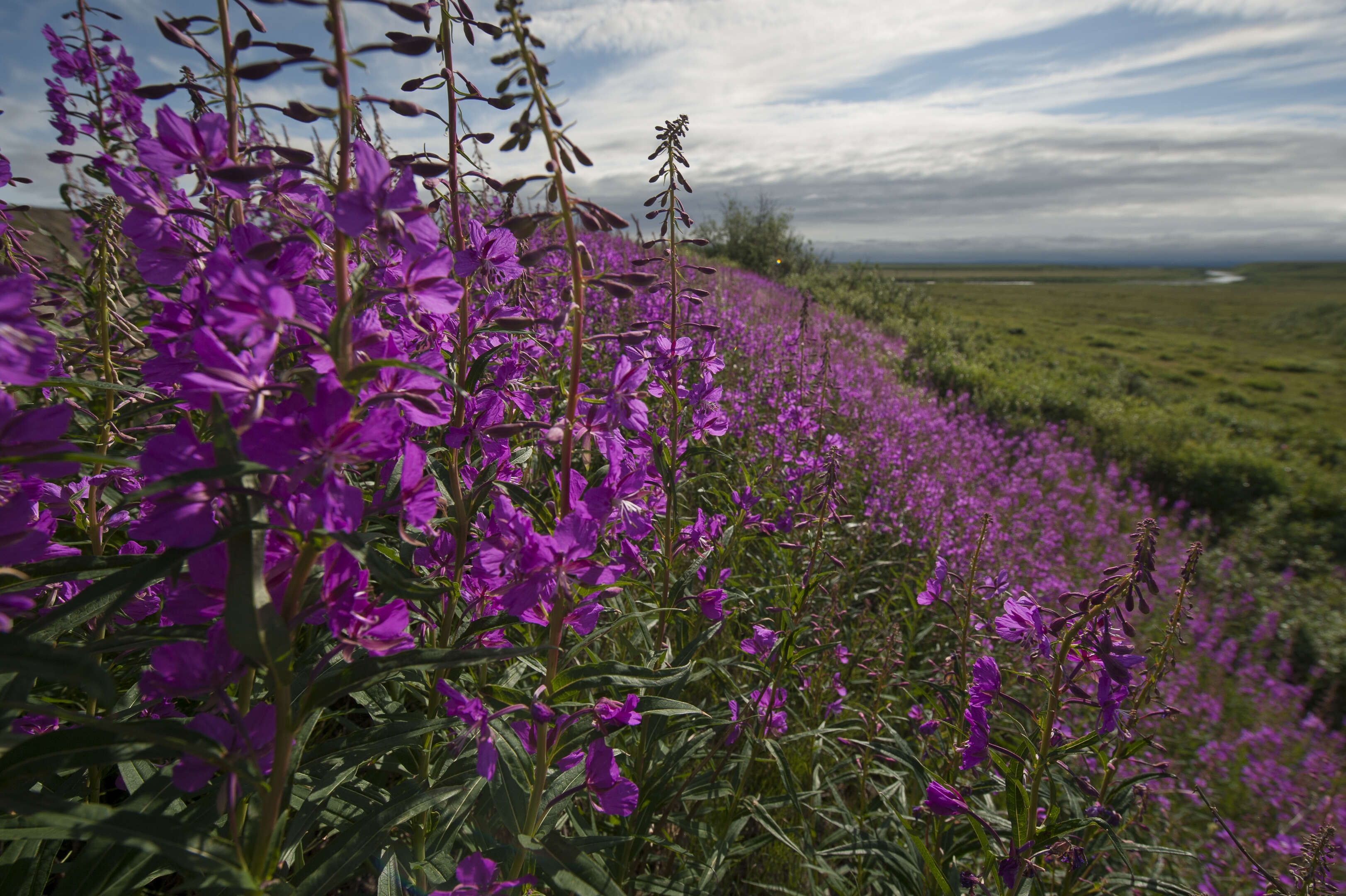 Image of willowherb