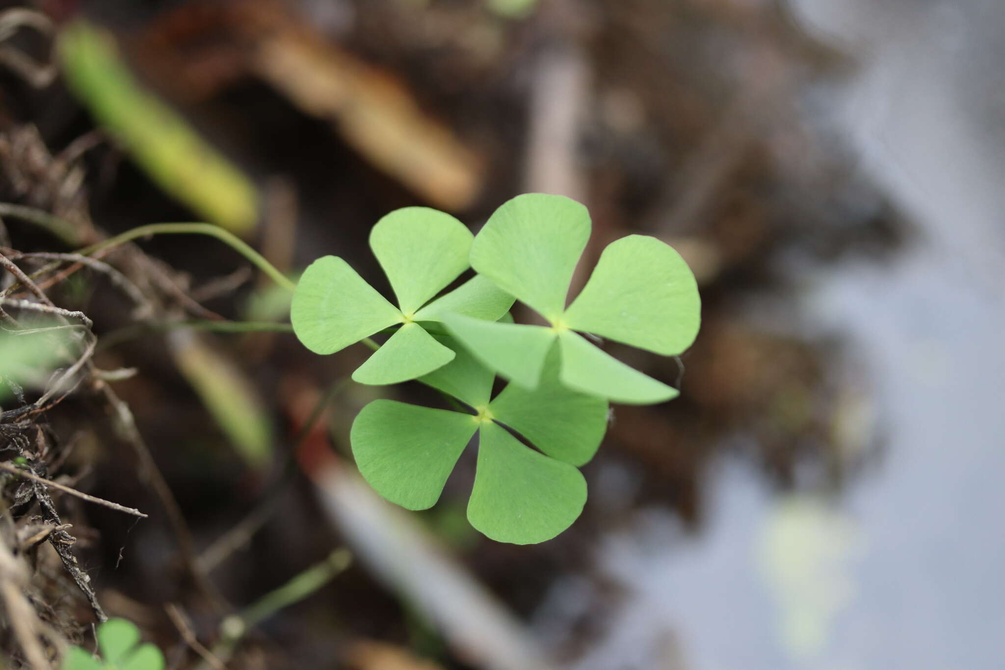 Plancia ëd Marsilea mollis B. L. Rob. & Fern.