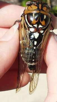 Image of Bush Cicada