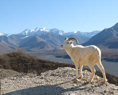 Image of Dall’s Sheep