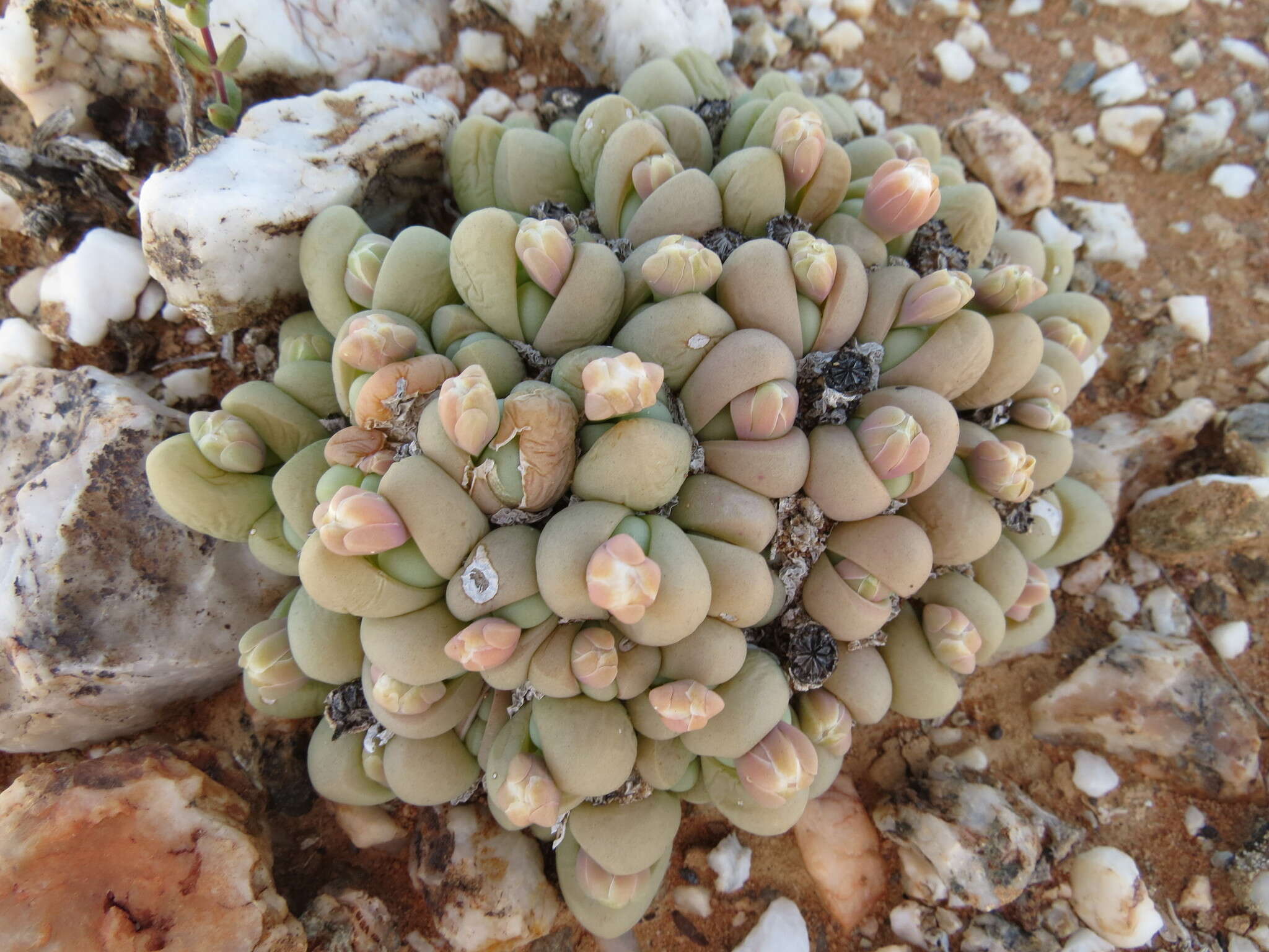 صورة Gibbaeum heathii (N. E. Br.) L. Bol.