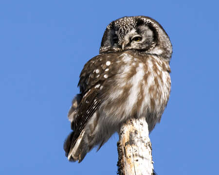 Image of Boreal Owl