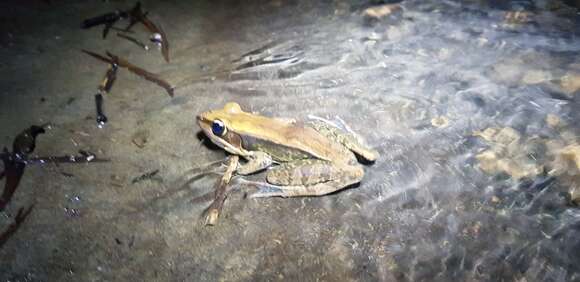 Image of Guenther's Amoy Frog