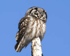 Image of Boreal Owl