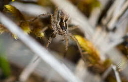 Image of Thinlegged Wolf Spiders