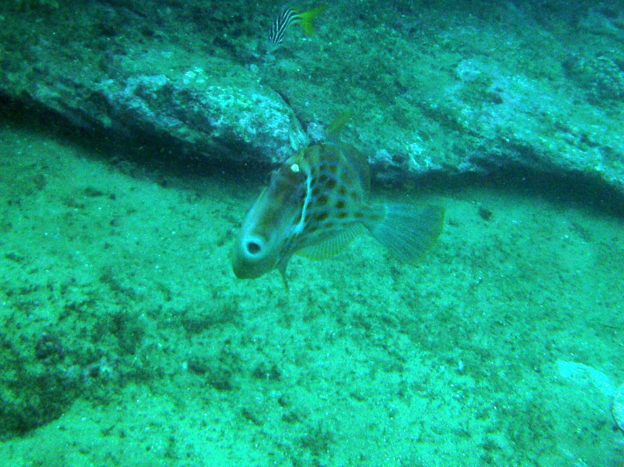 Image of Deep-bodied leatherjacket