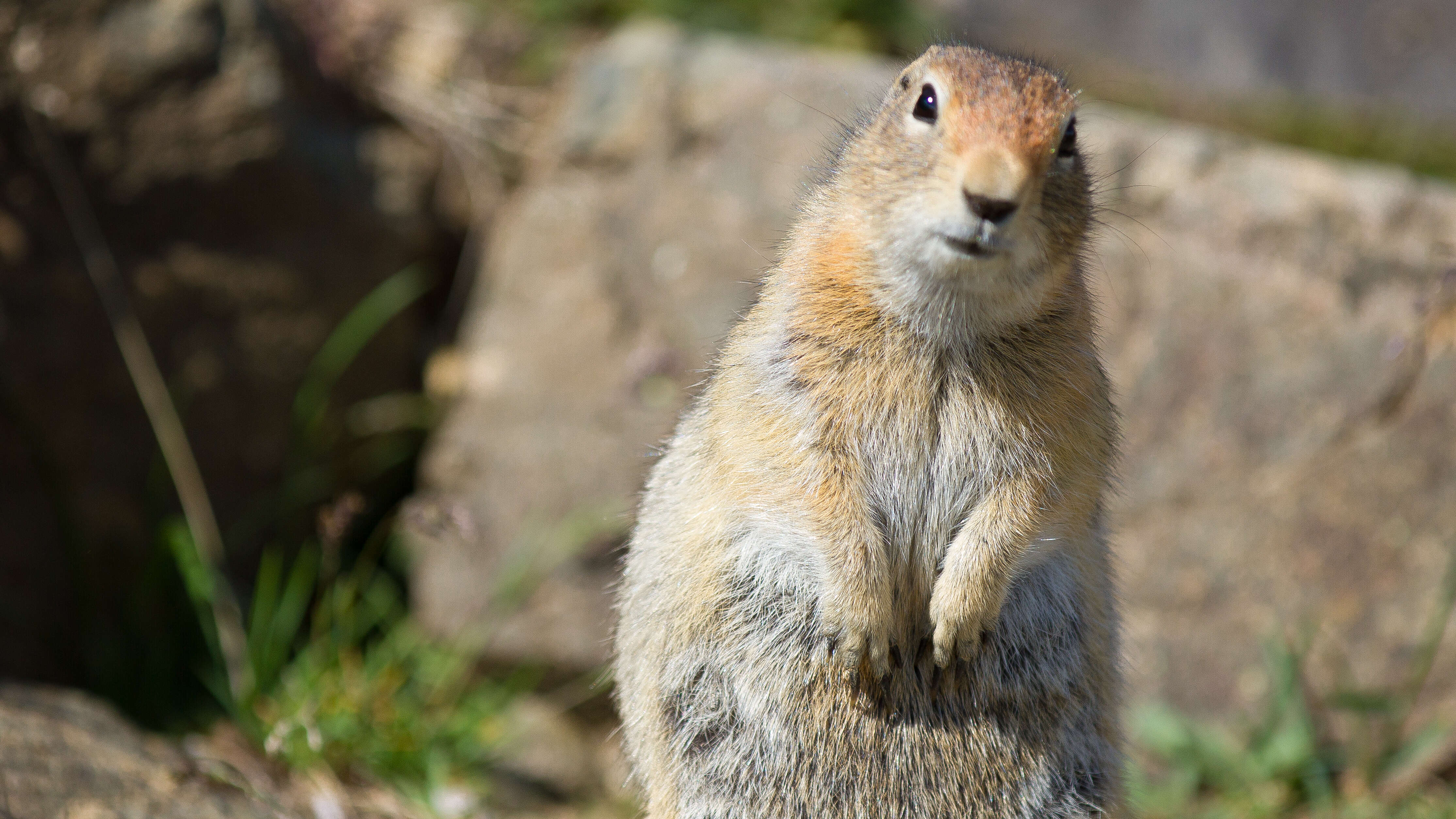 Image of Arctic ground squirrel