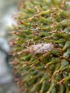 Image of sycamore seed bug