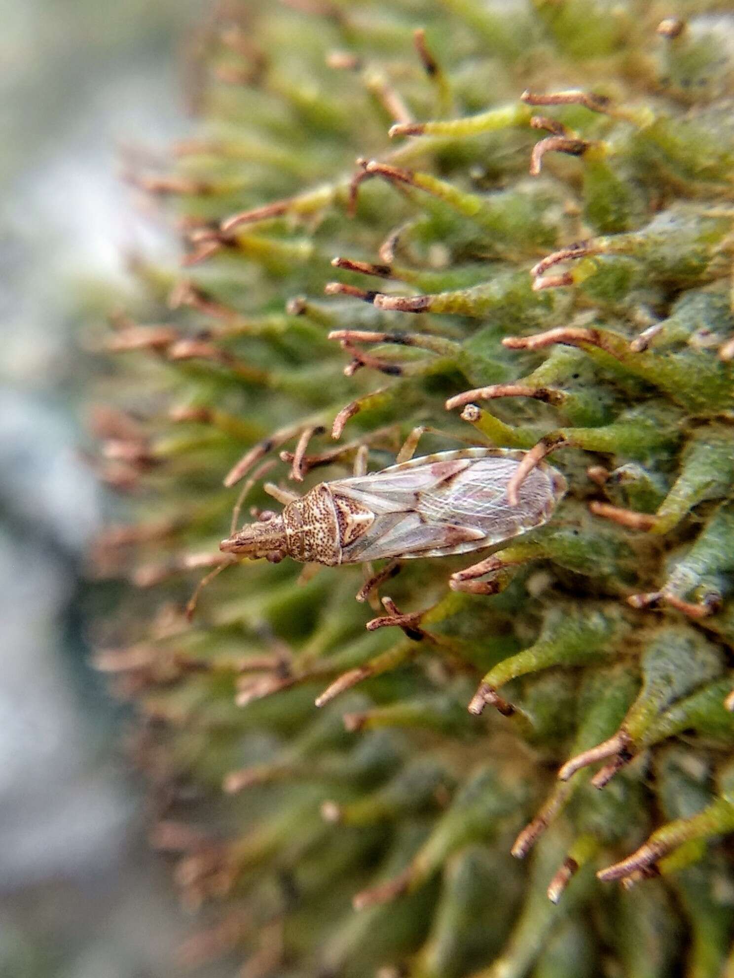 Image of sycamore seed bug