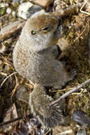 Image of Arctic ground squirrel