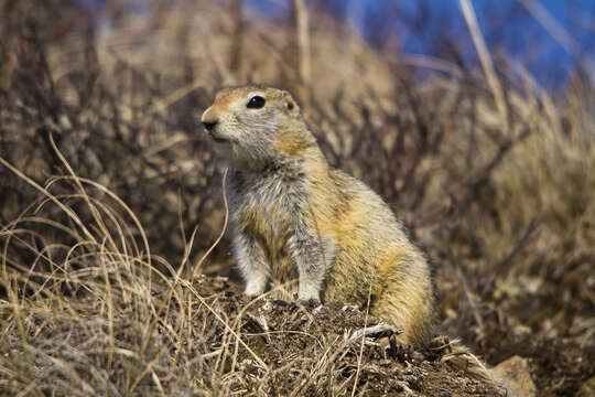 Image of squirrels, dormice, and relatives