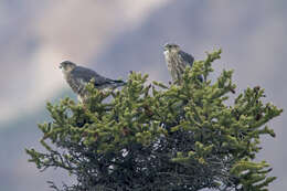 Image of Canadian Spruce