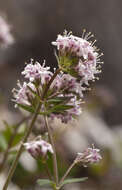 Image of hairyfruit valerian