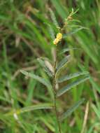 Image of Chamaecrista plumosa E. Mey.