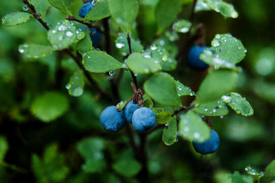 Image of alpine bilberry