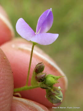 Image of Grona setigera