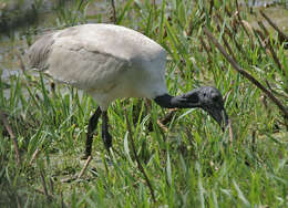 Image of Black-headed Ibis