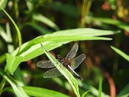 Sivun Erythrodiplax basifusca (Calvert 1895) kuva