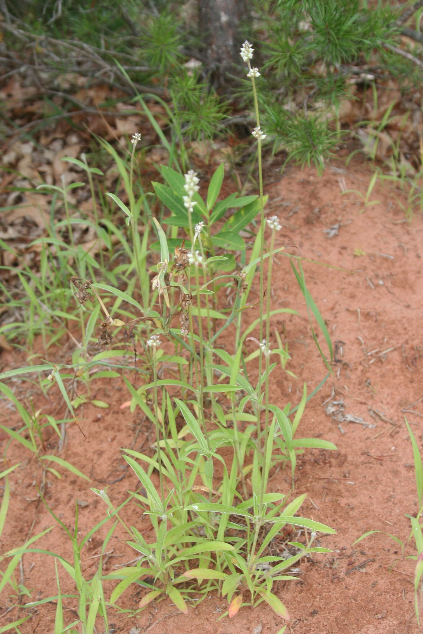 Image of slender snakecotton