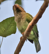 Image of Asian barbets