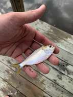 Image of Yellowfin menhaden