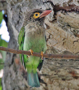 Image of Asian barbets