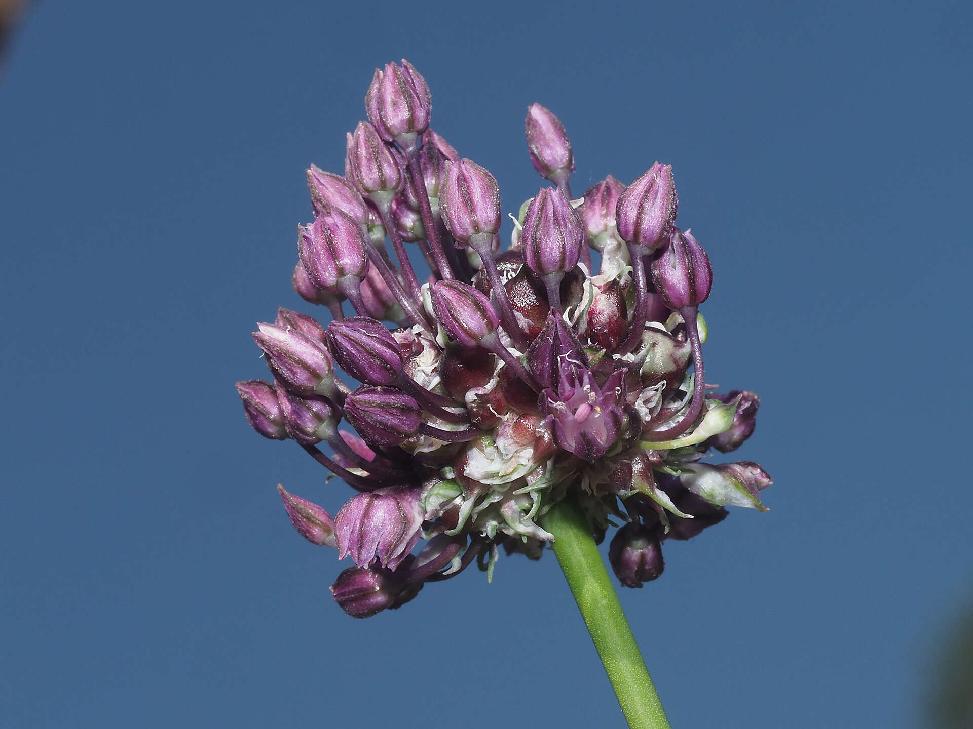 Allium scorodoprasum L.的圖片