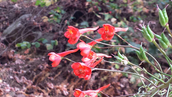 Image of scarlet larkspur